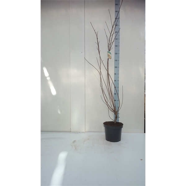 <h4>Cotinus coggygria 80</h4>