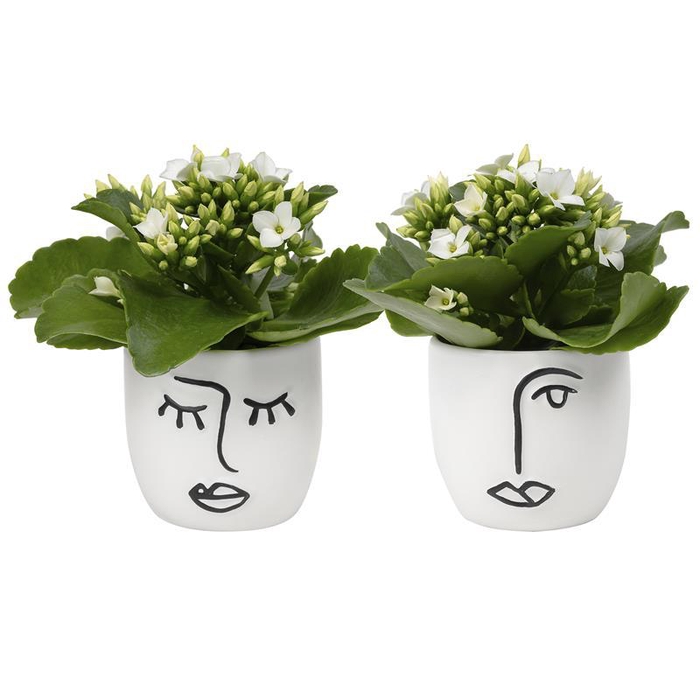 <h4>KALANCHOE BLOSSFELDIANA</h4>