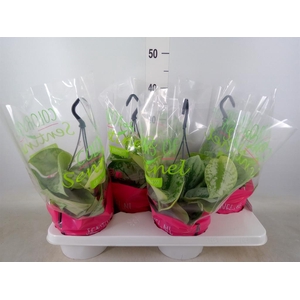 Scindapsus pictus 'Trebie'