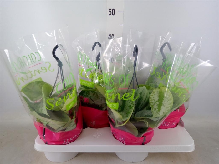 <h4>Scindapsus pictus 'Trebie'</h4>