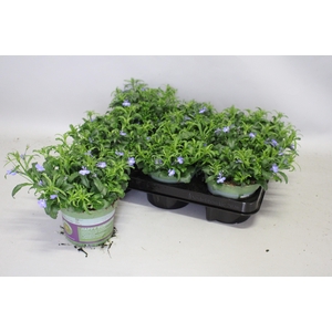 Lobelia light Blue
