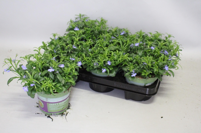 <h4>Lobelia light Blue</h4>
