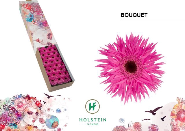 <h4>Germini Spider Bouquet Half doos</h4>