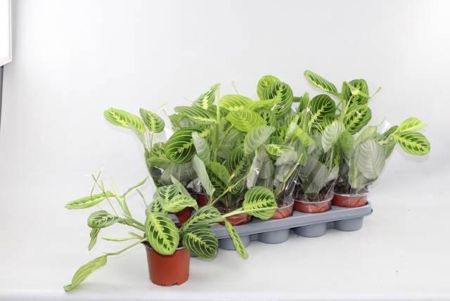 <h4>MARANTA LEMON</h4>