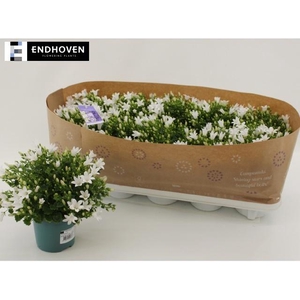 CAMP PORTENSCHLAGIAN