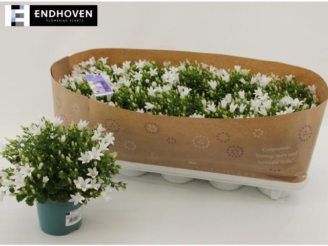 <h4>CAMP PORTENSCHLAGIAN</h4>