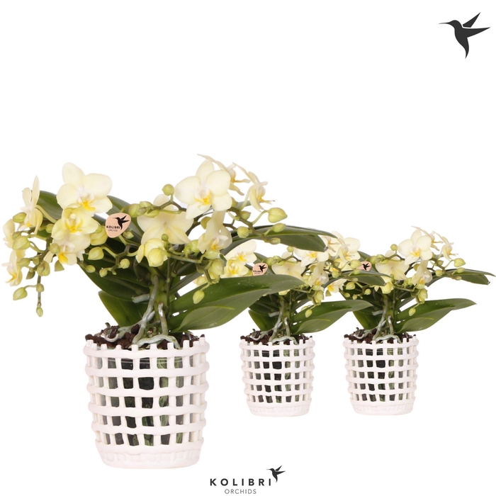 <h4>Kolibri Orchids Phalaenopsis Botanic yellow 4 spike in Mesh pot white</h4>