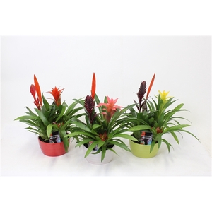 Bromelia variés