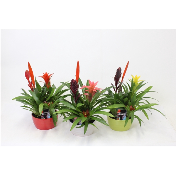 <h4>Bromelia variés</h4>