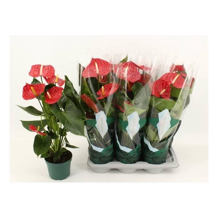 <h4>ANTHU AN AREBO</h4>