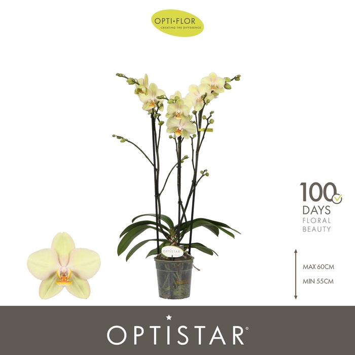 <h4>PHAL OPTISTAR SHAKIRA 3 SPIKE</h4>
