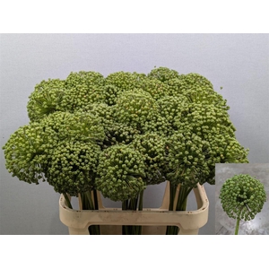 Allium Zaadbollen Xxl