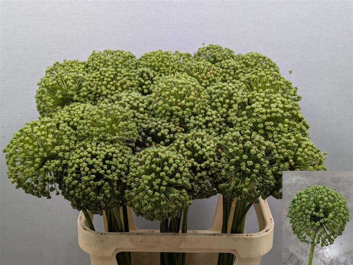 <h4>Allium Zaadbollen Xxl</h4>
