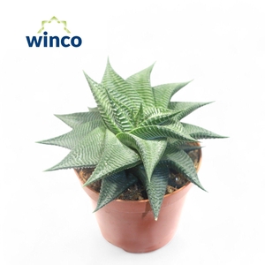 Haworthia Limifolia Twist