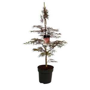 Acer pal. 'Garnet'