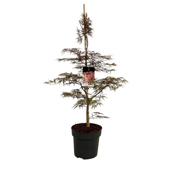 <h4>Acer pal. 'Garnet'</h4>
