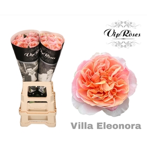 R GR VILLA ELEONORA x40