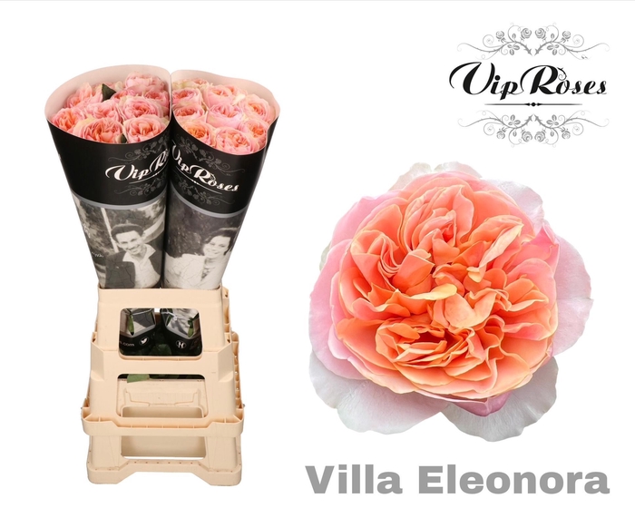 <h4>R GR VILLA ELEONORA x40</h4>
