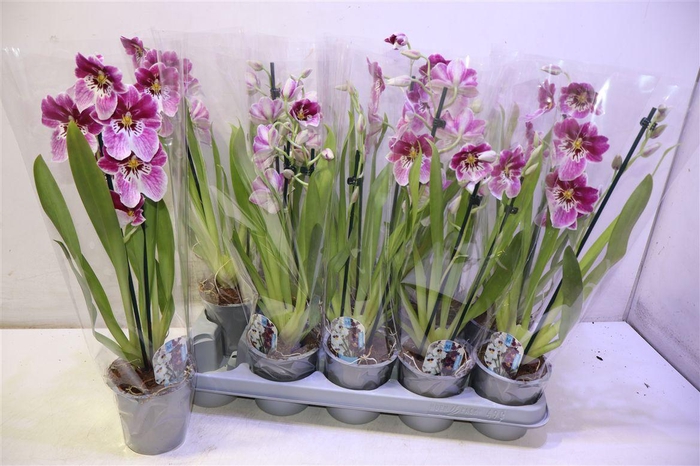 <h4>Miltoniopsis Ov</h4>