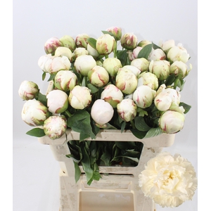 PAEO L BOWL OF CREAM