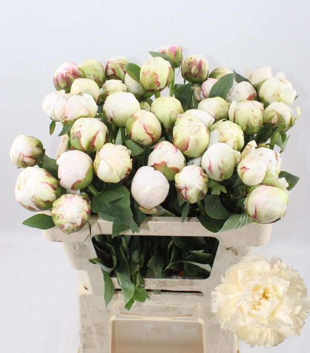 <h4>PAEO L BOWL OF CREAM</h4>