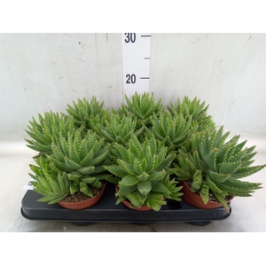 Aloe brevifolia