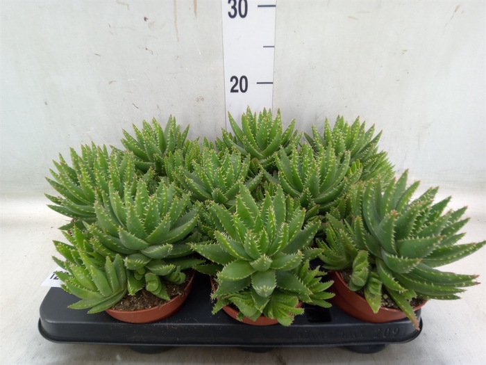 <h4>Aloe brevifolia</h4>