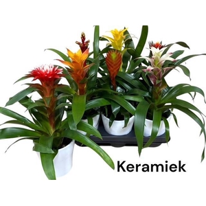 BROMELIA GEM