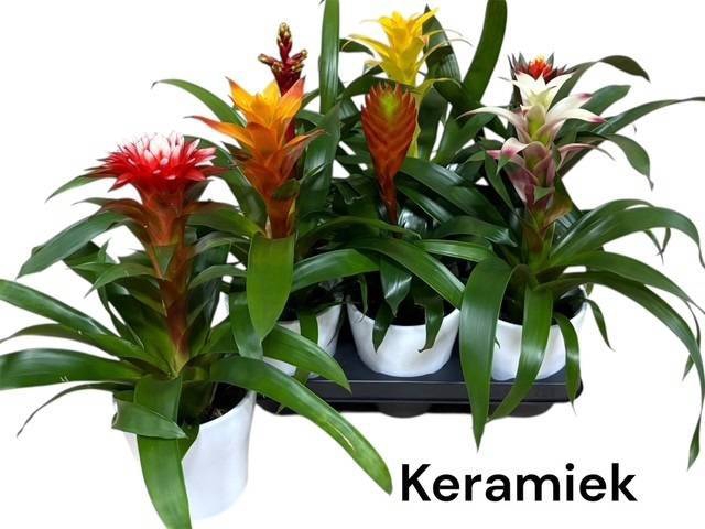 <h4>BROMELIA GEM</h4>