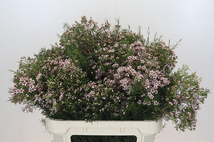 <h4>Chame un Dori</h4>