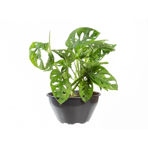MONSTERA OBLIQUA ADANSONII C21 PENDENTE