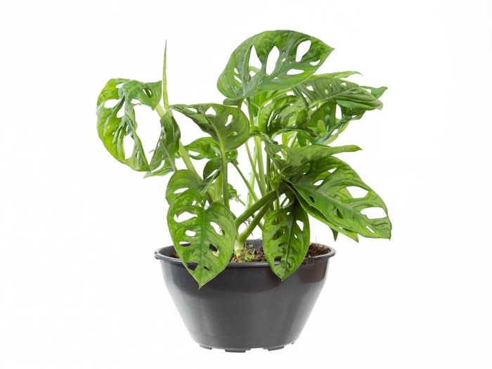 <h4>MONSTERA OBLIQUA ADANSONII C21 PENDENTE</h4>