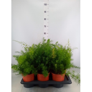 Asparagus dens. 'Sprengeri'