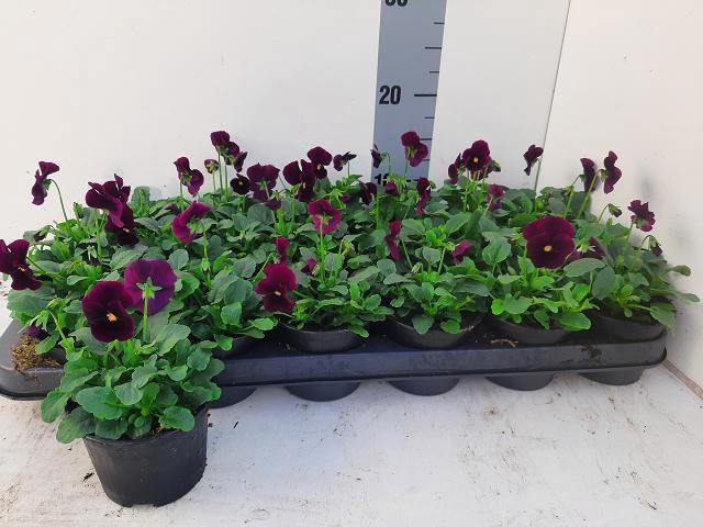 <h4>VIO CO EM PURPLE</h4>