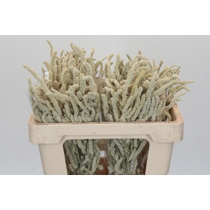 Amaranthus Yearming Desert