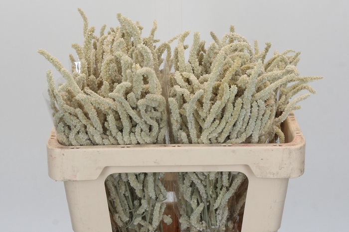 <h4>Amaranthus Yearming Desert</h4>