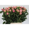 Paeonia Jacorma
