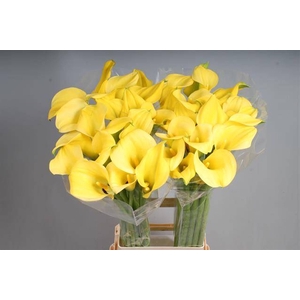 Calla Goldcup