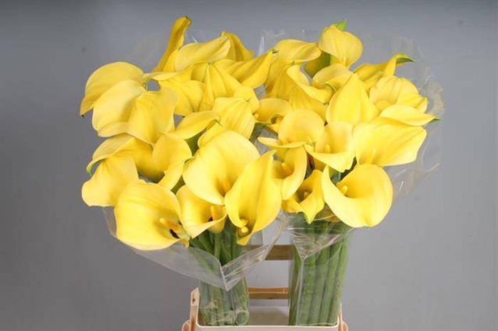 <h4>Calla Goldcup</h4>