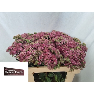SEDUM SP CARL