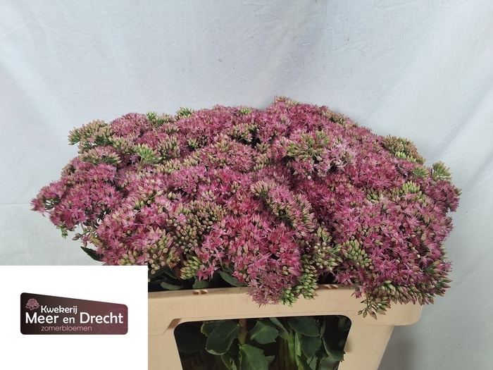 <h4>SEDUM SP CARL</h4>