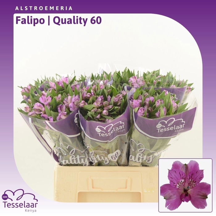 <h4>ALSTR FALIPO</h4>