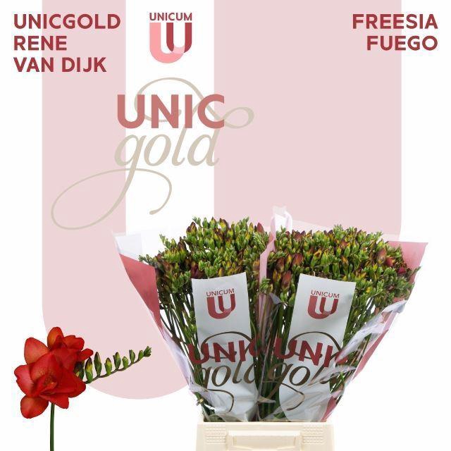 <h4>Freesia du Fuego</h4>