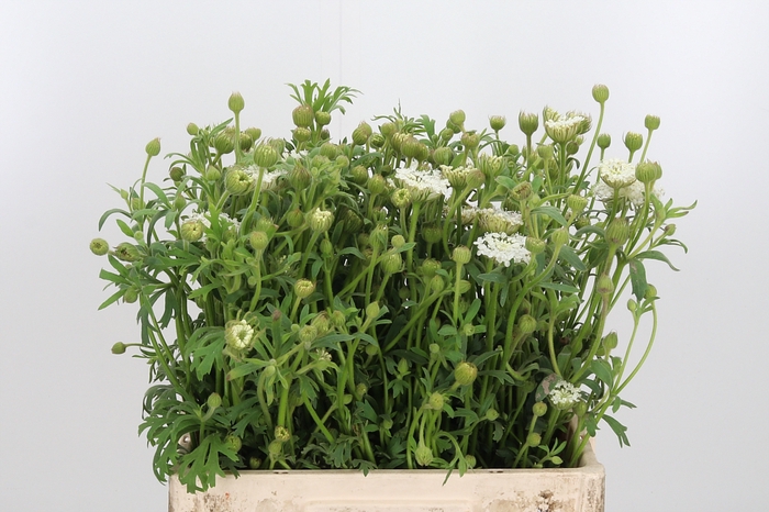 <h4>Didiscus Wit</h4>