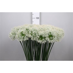 Allium Mount Everest