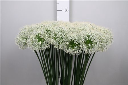 <h4>Allium Mount Everest</h4>