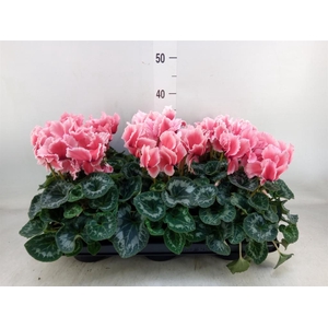 Cyclamen GR 'Halios Curly Litchi'
