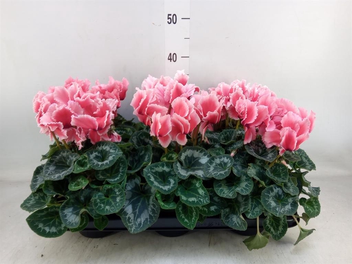 <h4>Cyclamen GR 'Halios Curly Litchi'</h4>