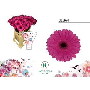 Germini Lillian Water