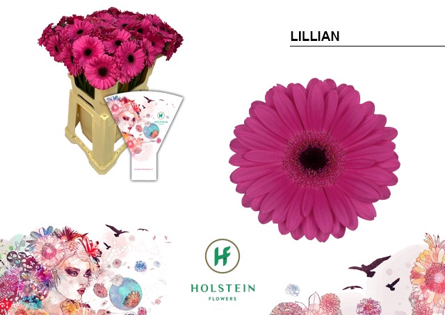 GE MI LILLIAN Emmer Hoes x80